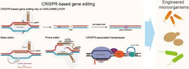 DNA editing
